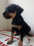 Lulu