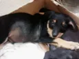 Lulu