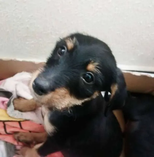Cachorro ra a Mix Fox Terrier Pelo Duro idade 2 a 6 meses nome Lulu