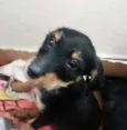 Lulu