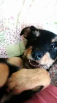 Lulu