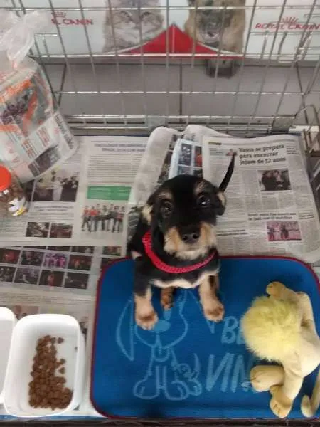 Cachorro ra a Mix Fox Terrier Pelo Duro idade 2 a 6 meses nome Lulu