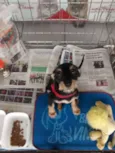 Lulu