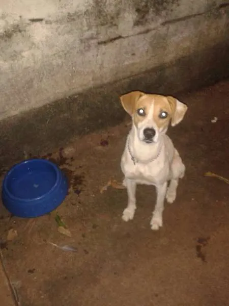 Cachorro raça SRD idade  nome ???