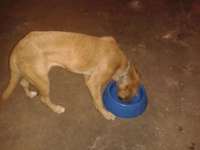 Cachorro raça SRD idade  nome ???