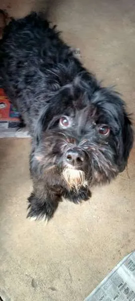 Cachorro ra a Poodle idade 2 anos nome Tobby