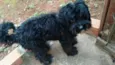 Tobby