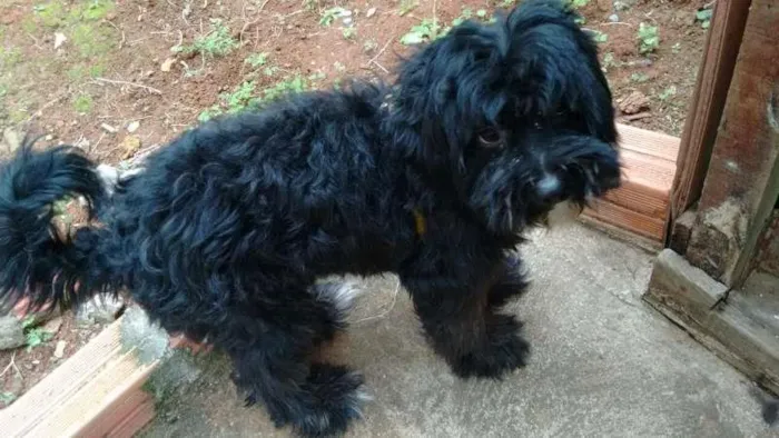 Cachorro ra a Poodle idade 2 anos nome Tobby