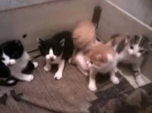 Gato raça SRD idade Abaixo de 2 meses nome Bebezinhos
