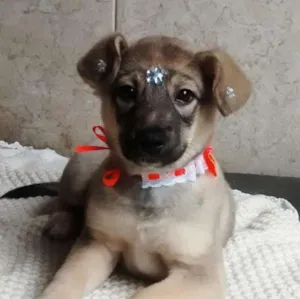 Cachorro raça Mestiça idade 2 a 6 meses nome Luna
