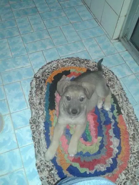 Cachorro raça Mestiça idade 2 a 6 meses nome Luna