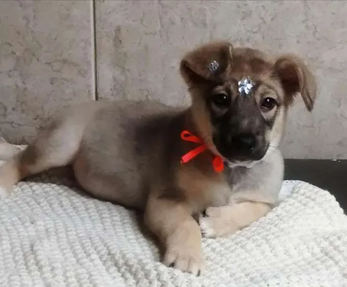 Cachorro raça Mestiça idade 2 a 6 meses nome Luna