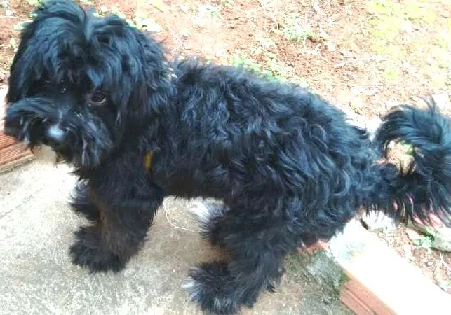 Cachorro ra a Poodle idade 2 anos nome Tobby