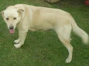 Cachorro raça Labrador idade 5 anos nome xuxa