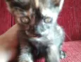 Gatinhos