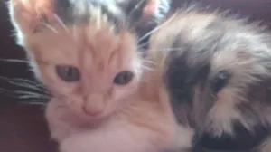 Gato raça Gatos srd idade 2 a 6 meses nome Gatinhos