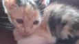 Gatinhos