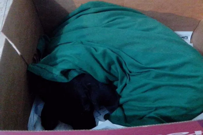 Cachorro raça Desconhecida idade 2 anos nome Sem Nome