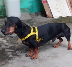Cachorro raça Basset-Cofap idade 4 anos nome Bob