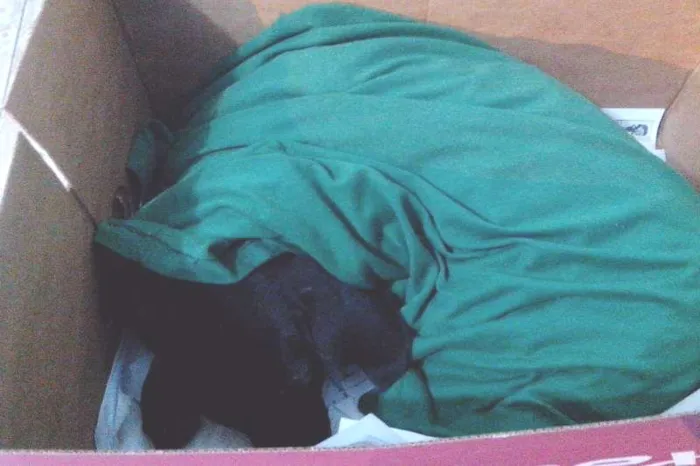 Cachorro raça Desconhecida idade 2 anos nome Sem Nome