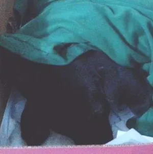 Cachorro raça Desconhecida idade 2 anos nome Sem Nome