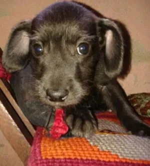 Cachorro raça viralatinha idade Abaixo de 2 meses nome pretinho