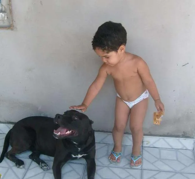Cachorro raça Pit-Bull idade 6 ou mais anos nome Sheik