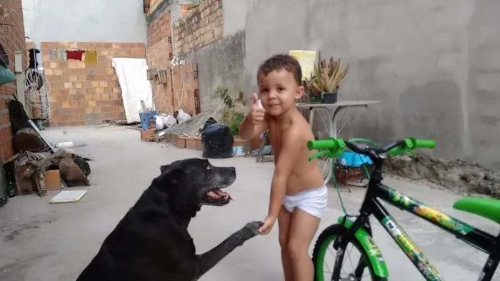 Cachorro raça Pit-Bull idade 6 ou mais anos nome Sheik