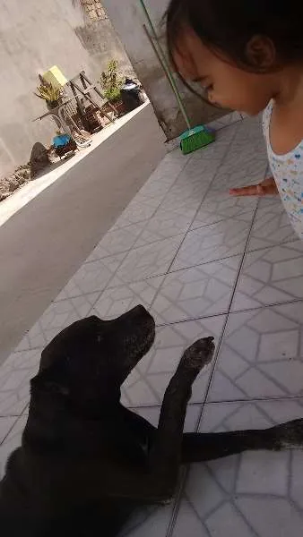 Cachorro raça Pit-Bull idade 6 ou mais anos nome Sheik