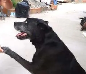 Cachorro raça Pit-Bull idade 6 ou mais anos nome Sheik