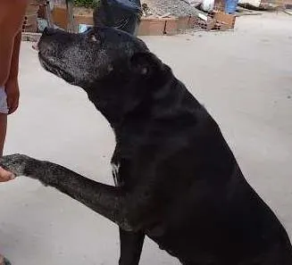 Cachorro raça Pit-Bull idade 6 ou mais anos nome Sheik