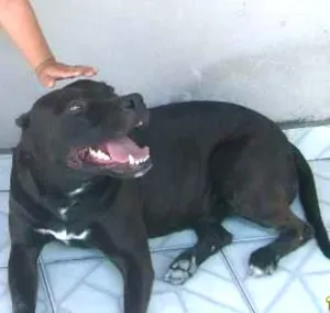Cachorro raça Pit-Bull idade 6 ou mais anos nome Sheik