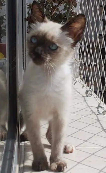 Gato ra a Siamês idade 2 a 6 meses nome Luna