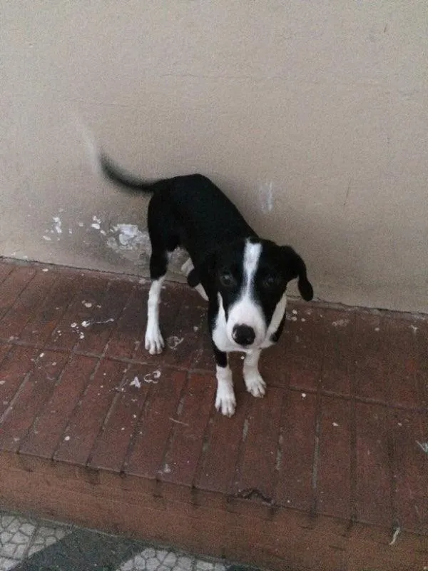 Cachorro ra a Vira-lata  idade 2 a 6 meses nome Space