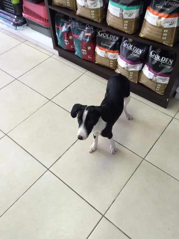 Cachorro ra a Vira-lata  idade 2 a 6 meses nome Space