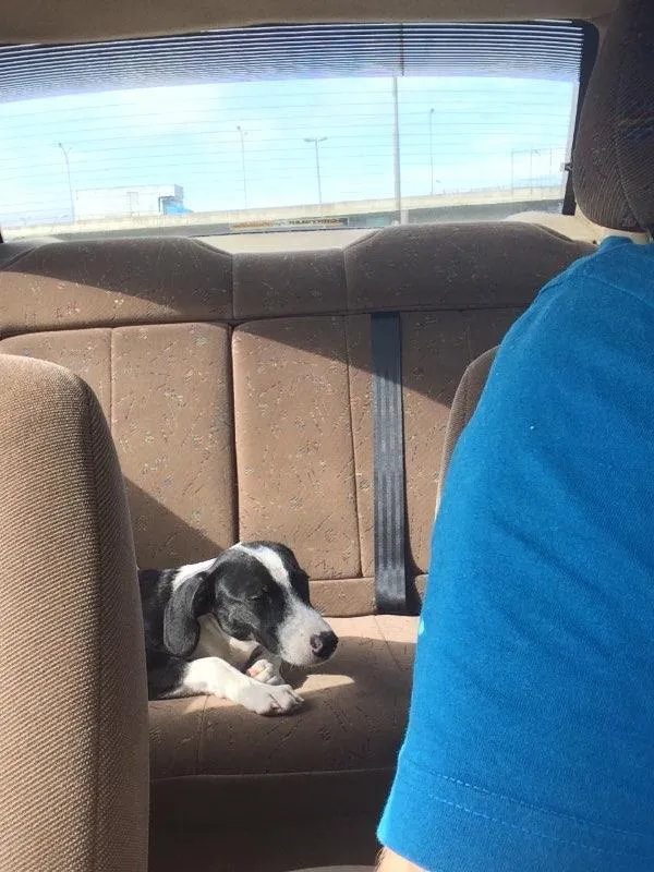 Cachorro ra a Vira-lata  idade 2 a 6 meses nome Space