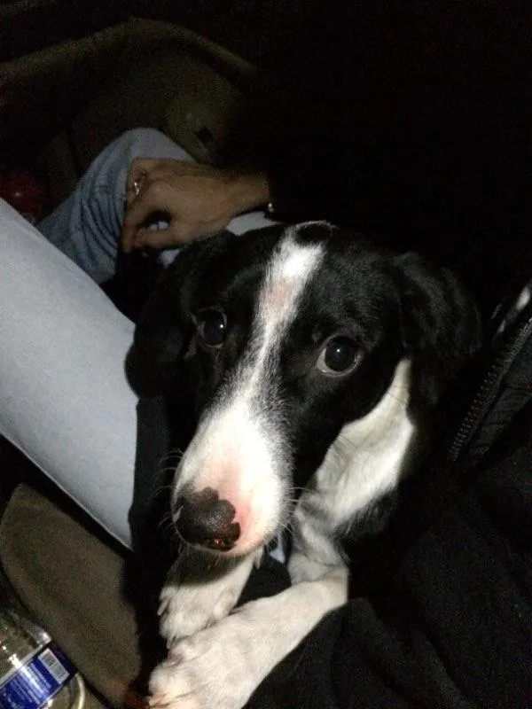 Cachorro ra a Vira-lata  idade 2 a 6 meses nome Space