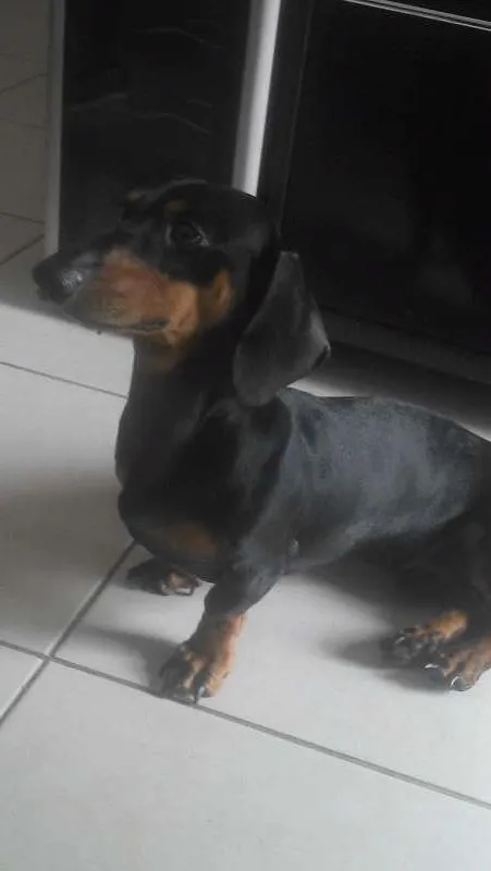 Cachorro ra a daschund idade 1 ano nome Billy