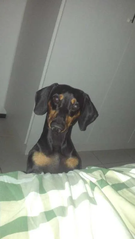 Cachorro ra a daschund idade 1 ano nome Billy