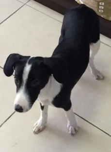 Cachorro ra a Vira-lata  idade 2 a 6 meses nome Space