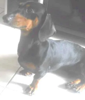 Cachorro raça daschund idade 1 ano nome Billy