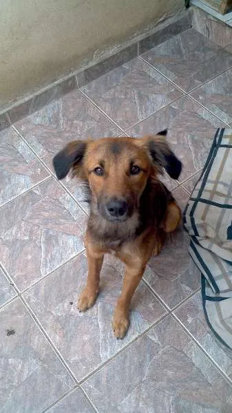 Cachorro ra a Vira Lata idade 1 ano nome Cheeps