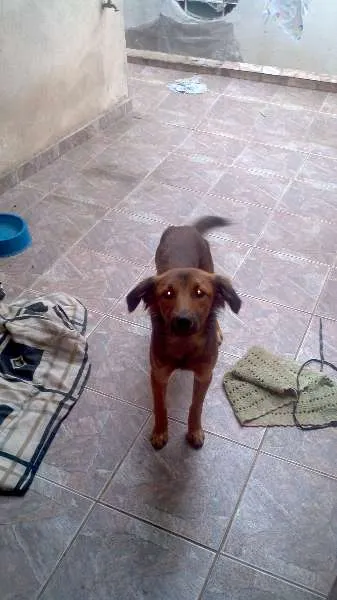Cachorro ra a Vira Lata idade 1 ano nome Cheeps
