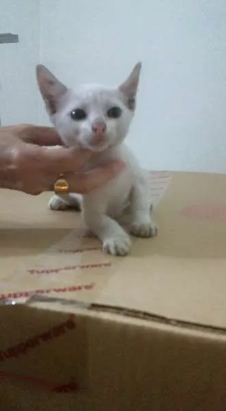 Gato ra a SRD idade 2 a 6 meses nome Branquinho