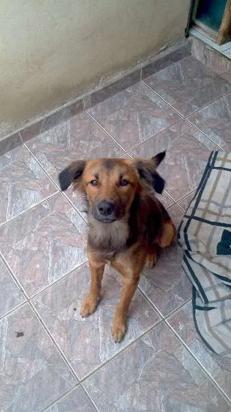 Cachorro ra a Vira Lata idade 1 ano nome Cheeps