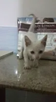 Branquinho