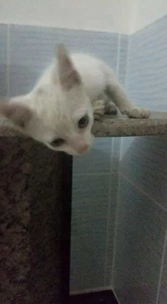 Gato ra a SRD idade 2 a 6 meses nome Branquinho