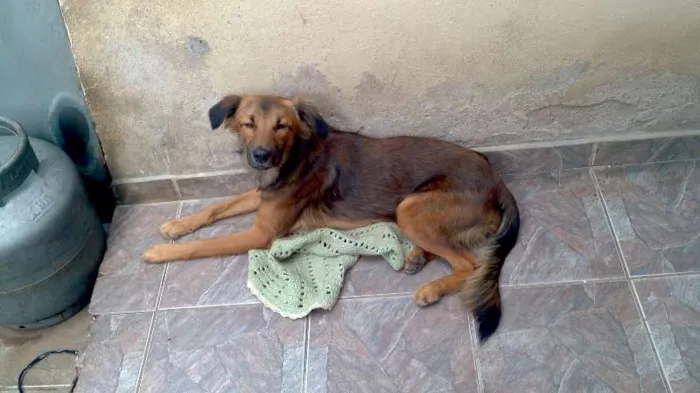 Cachorro ra a Vira Lata idade 1 ano nome Cheeps