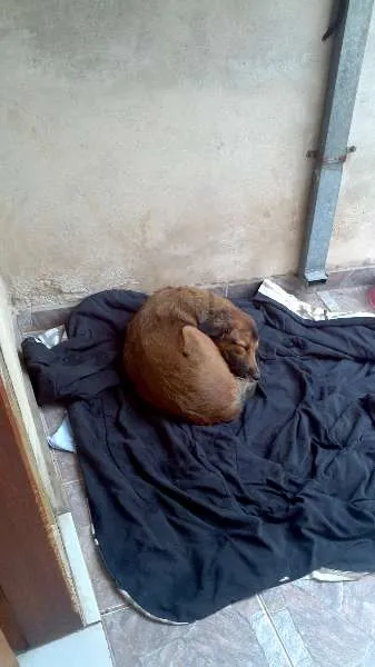 Cachorro ra a Vira Lata idade 1 ano nome Cheeps