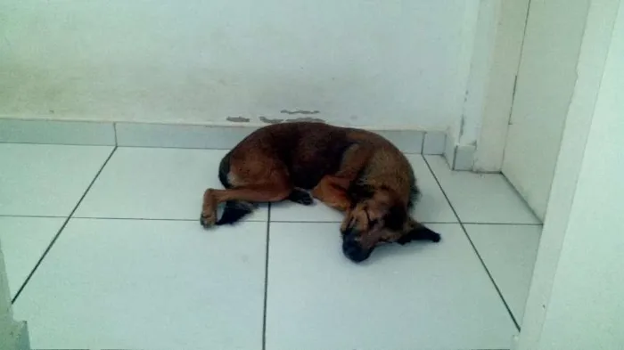 Cachorro ra a Vira Lata idade 1 ano nome Cheeps